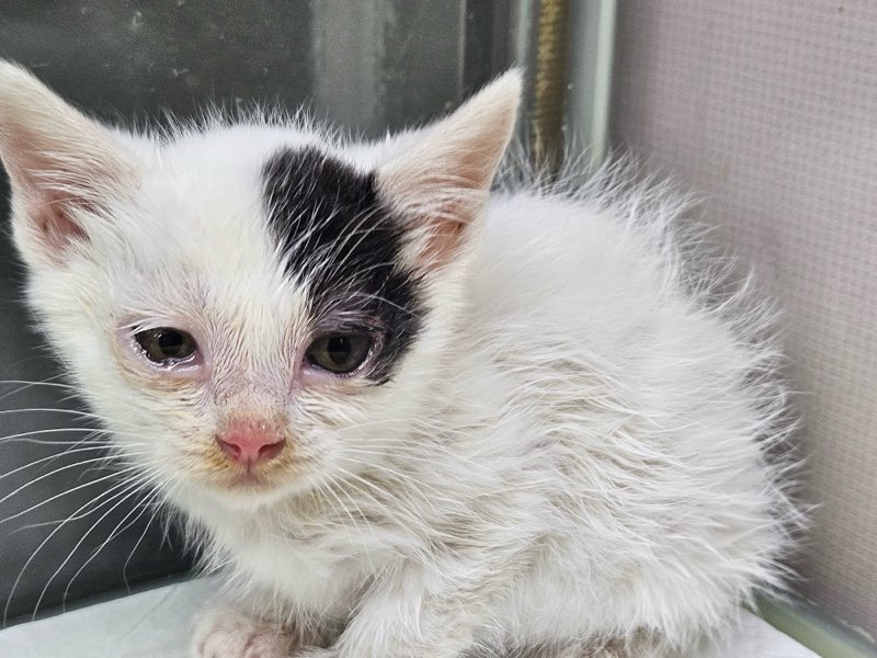 보령길고양이보호협회_444451202501041